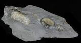 Promicroceras Ammonite - Dorset, England #30732-3